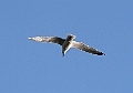 Seagull10